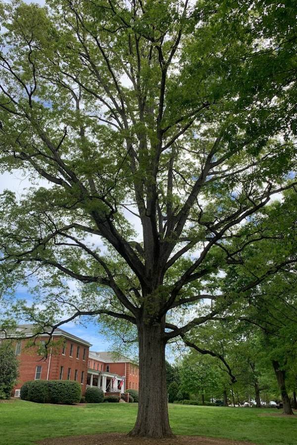A large White Oak sits in the central green space of UGA Health Science Campus