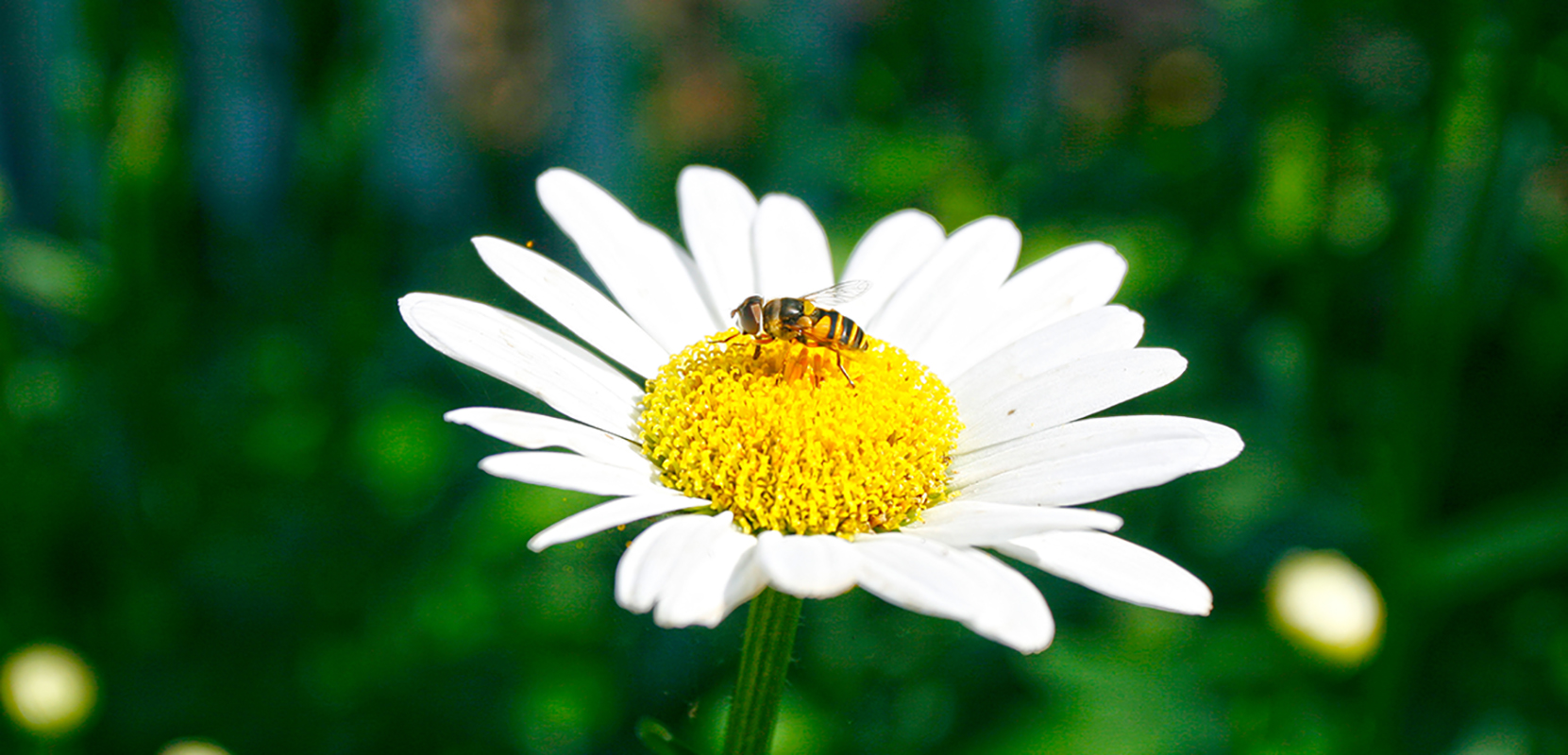 A pollinator on a flower in UGA Founders Garden