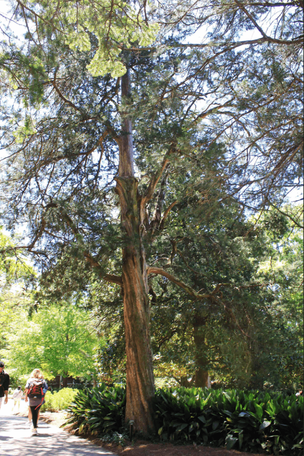 An tall Eastern Red Cedar next to a sidewalk