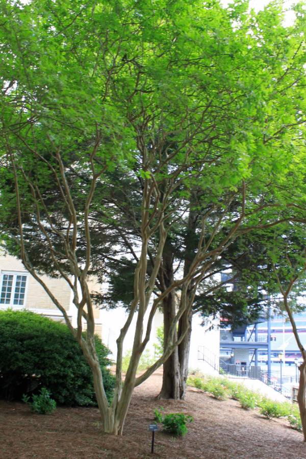 A crape myrtle in front of a building with a stadium in the far background