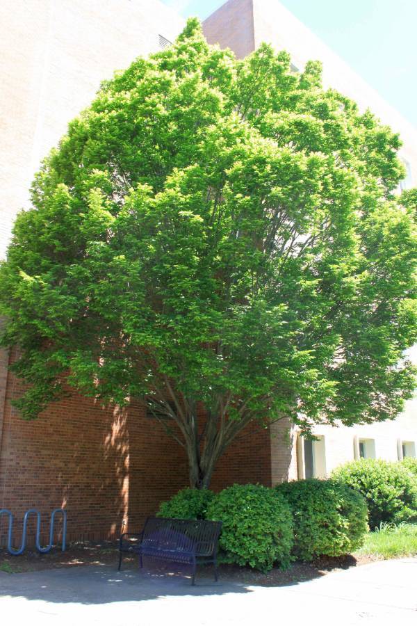 A European Eastern Hornbeam in next to a building and a brick wall