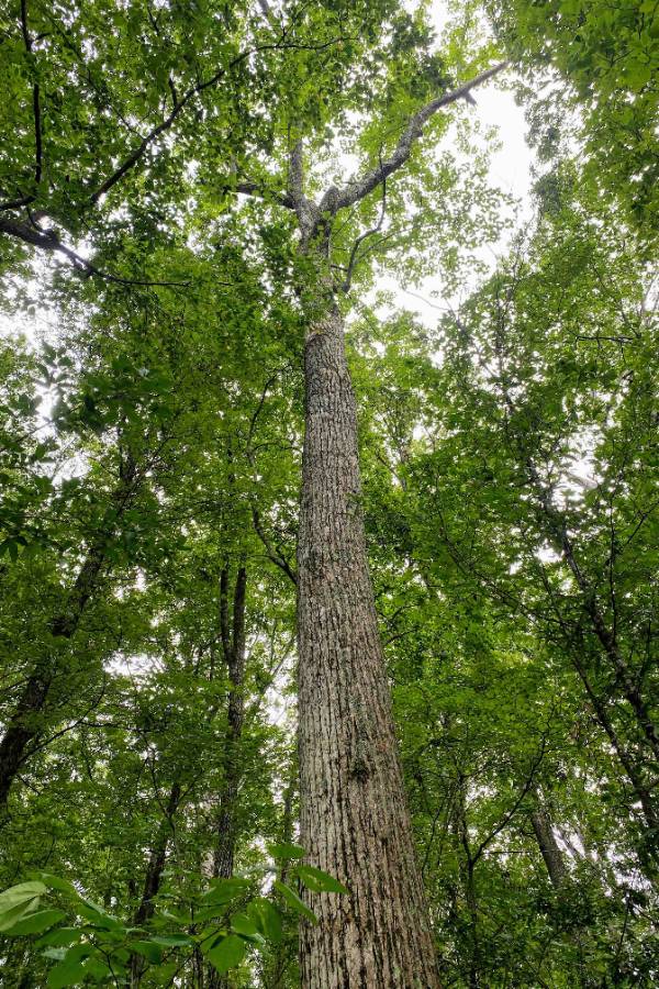 A tulip poplar tree in a forest
