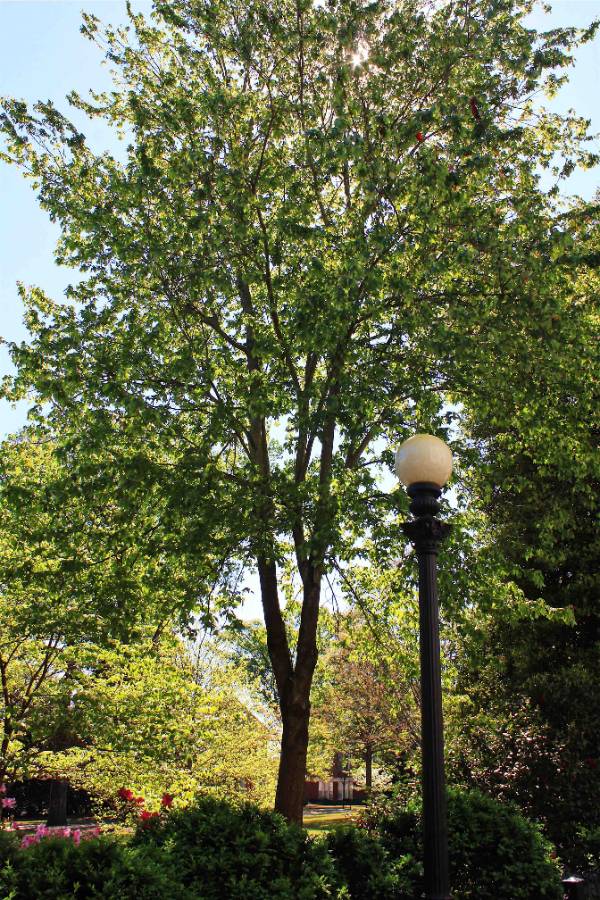 A red maple tree with an antique lamp post in foreground