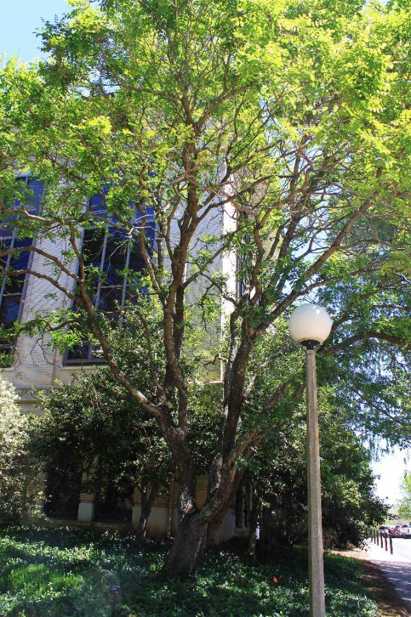 A golden raintree in front of a building with a midcentury lollipop lamp post in foreground