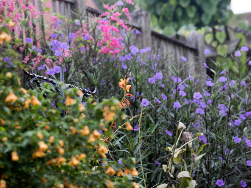 Green Roof Garden